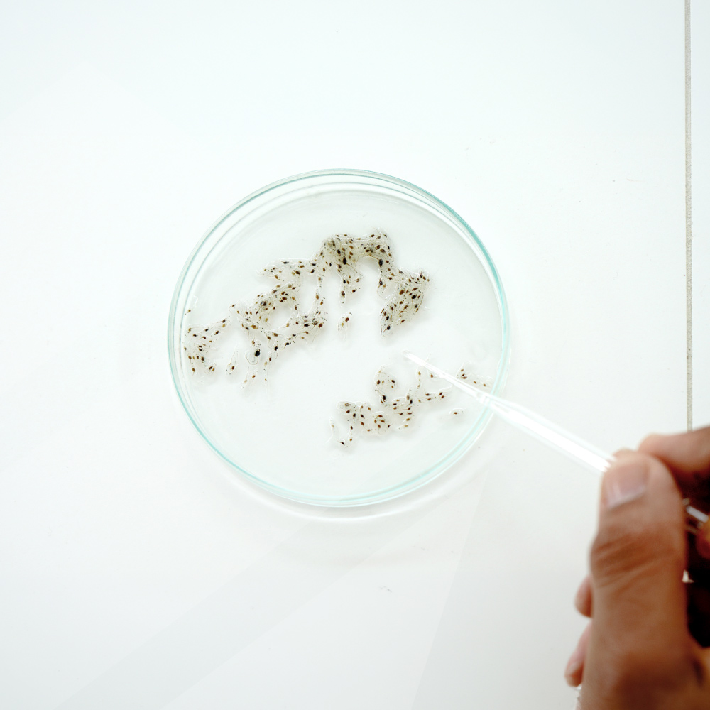 Laboratorio de larvas FALAB